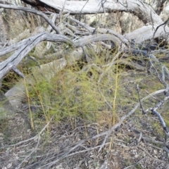 Asparagus officinalis at Campbell, ACT - 17 May 2020 01:56 PM