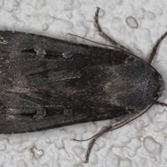 Agrotis infusa (Bogong Moth, Common Cutworm) at Ainslie, ACT - 22 May 2020 by jb2602