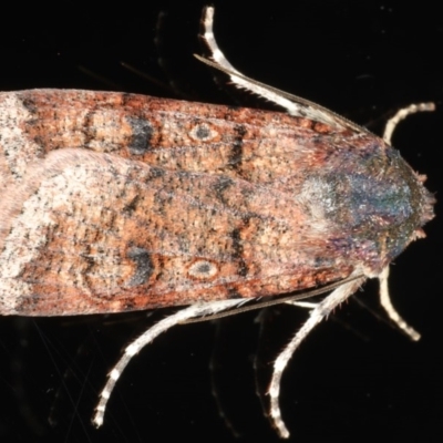 Agrotis porphyricollis (Variable Cutworm) at Ainslie, ACT - 22 May 2020 by jb2602