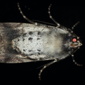 Agrotis porphyricollis at Ainslie, ACT - 22 May 2020