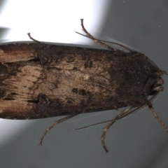 Agrotis infusa (Bogong Moth, Common Cutworm) at Ainslie, ACT - 22 May 2020 by jbromilow50