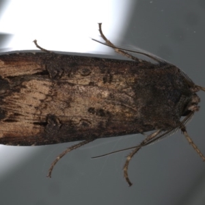 Agrotis infusa at Ainslie, ACT - 22 May 2020