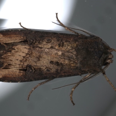 Agrotis infusa (Bogong Moth, Common Cutworm) at Ainslie, ACT - 22 May 2020 by jbromilow50