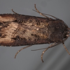 Agrotis infusa at Ainslie, ACT - 22 May 2020