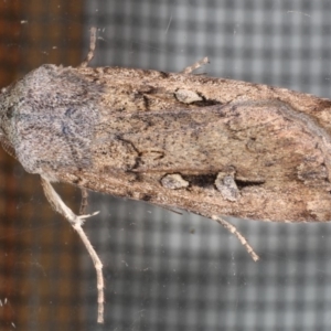 Agrotis infusa at Ainslie, ACT - 22 May 2020 08:57 PM