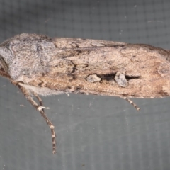 Agrotis infusa at Ainslie, ACT - 22 May 2020 08:57 PM