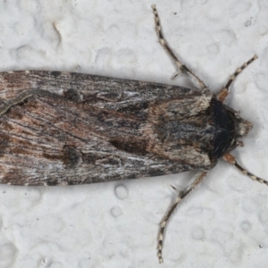 Agrotis munda at Ainslie, ACT - 22 May 2020