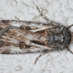 Agrotis munda at Ainslie, ACT - 22 May 2020 06:40 PM