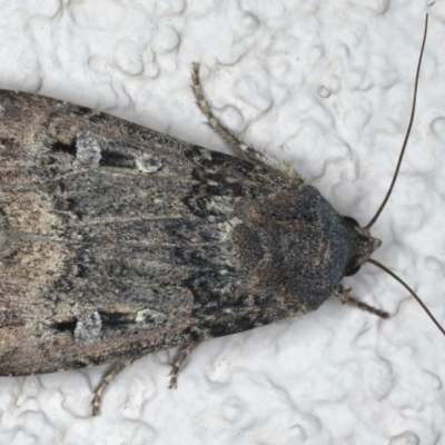 Agrotis infusa (Bogong Moth, Common Cutworm) at Ainslie, ACT - 22 May 2020 by jb2602