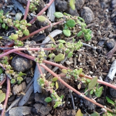 Dysphania pumilio (Small Crumbweed) at Campbell, ACT - 17 May 2020 by JanetRussell