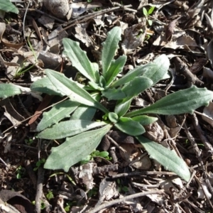 Plantago varia at Campbell, ACT - 17 May 2020