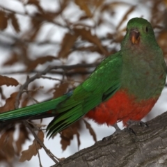 Alisterus scapularis (Australian King-Parrot) at Ainslie, ACT - 22 May 2020 by jb2602