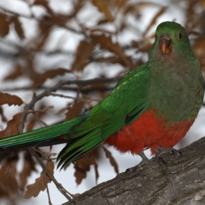 Alisterus scapularis (Australian King-Parrot) at Ainslie, ACT - 22 May 2020 by jb2602