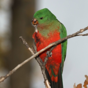 Alisterus scapularis at Ainslie, ACT - 22 May 2020