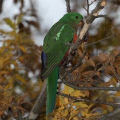 Alisterus scapularis at Ainslie, ACT - 22 May 2020