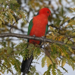 Alisterus scapularis at Ainslie, ACT - 22 May 2020