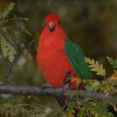 Alisterus scapularis at Ainslie, ACT - 22 May 2020