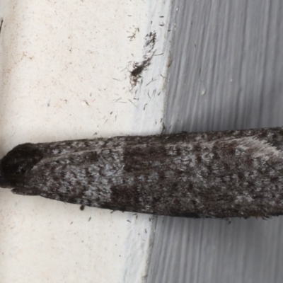 Conoeca guildingi (A case moth) at Ainslie, ACT - 22 May 2020 by jb2602