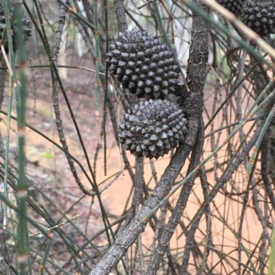 Allocasuarina verticillata (Drooping Sheoak) at Majura, ACT - 23 May 2020 by JaneR