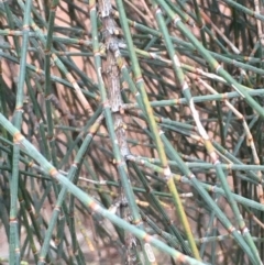 Allocasuarina verticillata at Majura, ACT - 23 May 2020 03:07 PM