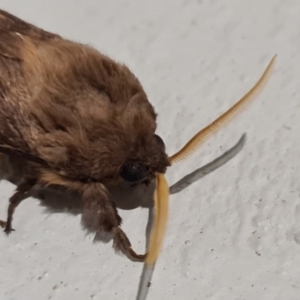 Oxycanus silvanus at Molonglo Valley, ACT - 23 May 2020