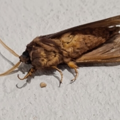 Oxycanus silvanus at Molonglo Valley, ACT - 23 May 2020