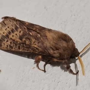 Oxycanus silvanus at Molonglo Valley, ACT - 23 May 2020