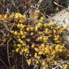 Acrotriche serrulata (Ground-berry) at Greenway, ACT - 22 Jan 2020 by michaelb