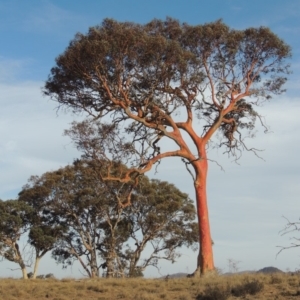 Eucalyptus polyanthemos at Bullen Range - 22 Jan 2020