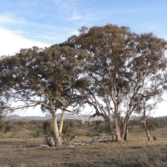 Eucalyptus polyanthemos at Bullen Range - 22 Jan 2020