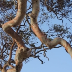 Eucalyptus polyanthemos at Bullen Range - 22 Jan 2020