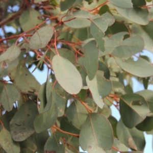 Eucalyptus polyanthemos at Bullen Range - 22 Jan 2020