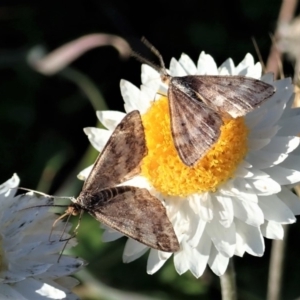 Scopula rubraria at Cook, ACT - 21 May 2020