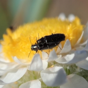 Dasytinae (subfamily) at Cook, ACT - 21 May 2020