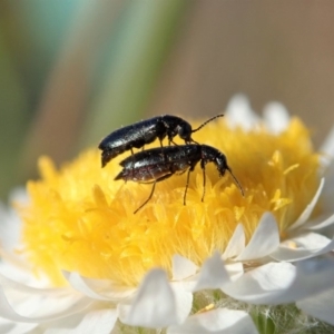 Dasytinae (subfamily) at Cook, ACT - 21 May 2020