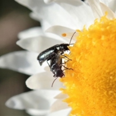 Dasytinae (subfamily) at Cook, ACT - 21 May 2020