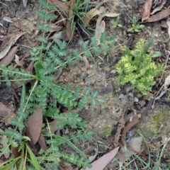 Acaena (genus) (A Sheep's Burr) at Cook, ACT - 21 May 2020 by CathB