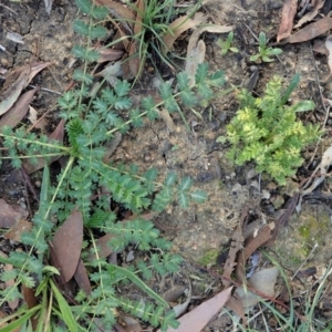 Acaena (genus) at Cook, ACT - 21 May 2020