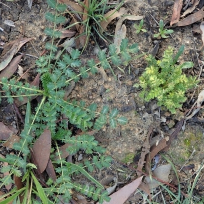 Acaena sp. (A Sheep's Burr) at Cook, ACT - 21 May 2020 by CathB