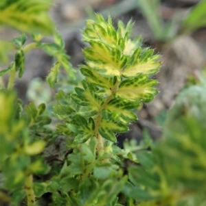 Acaena (genus) at Cook, ACT - 21 May 2020