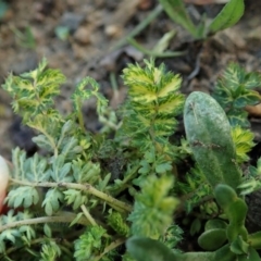 Acaena (genus) at Cook, ACT - 21 May 2020