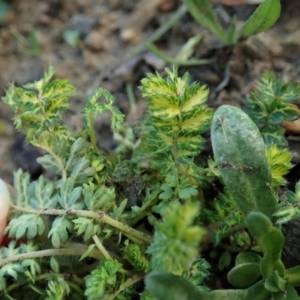 Acaena sp. at Cook, ACT - 21 May 2020