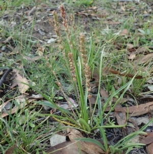 Plantago gaudichaudii at Cook, ACT - 21 May 2020 02:13 PM