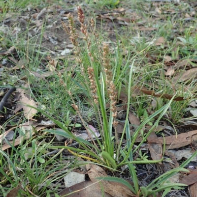 Plantago gaudichaudii (Narrow Plantain) at Cook, ACT - 21 May 2020 by CathB