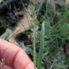 Plantago gaudichaudii at Cook, ACT - 21 May 2020