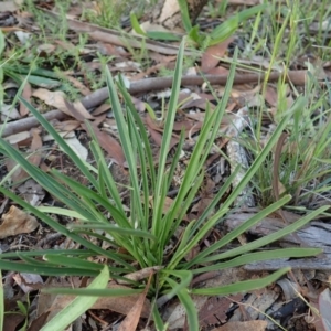 Plantago gaudichaudii at Cook, ACT - 21 May 2020