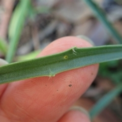 Plantago gaudichaudii at Cook, ACT - 21 May 2020