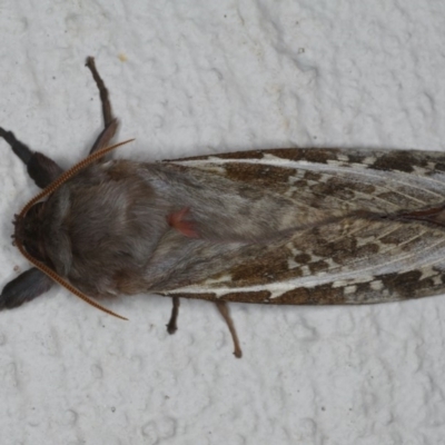 Oxycanus dirempta (Variable Oxycanus) at Ainslie, ACT - 23 May 2020 by jb2602