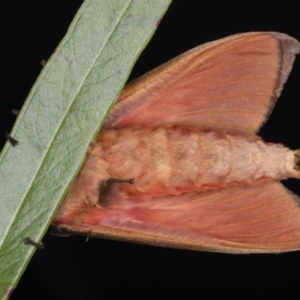 Oxycanus dirempta at Ainslie, ACT - 23 May 2020 11:15 PM