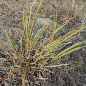 Lomandra multiflora at Greenway, ACT - 22 Jan 2020 07:52 PM